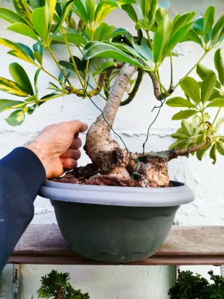 Bonsai Chiflera