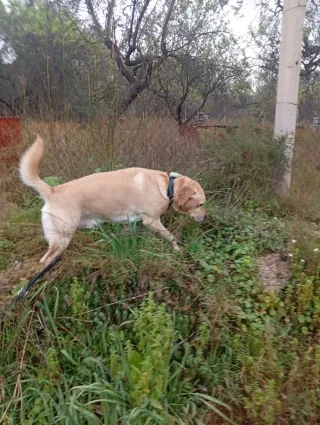 Cuidadora de perros y animales.