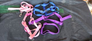 Accessori per cani 