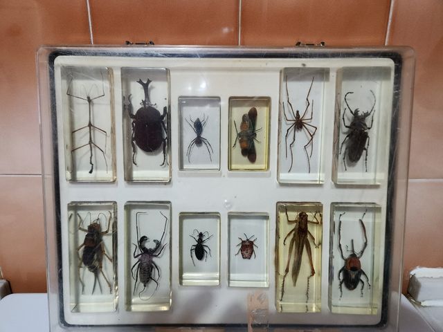 Colección de insectos 