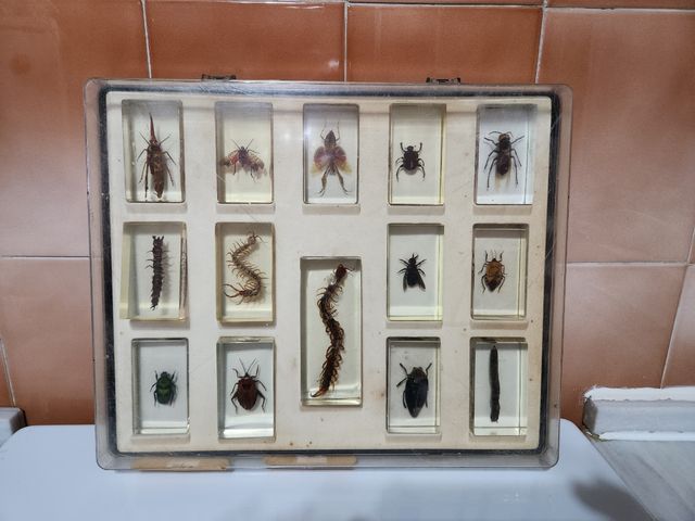 Colección de insectos 