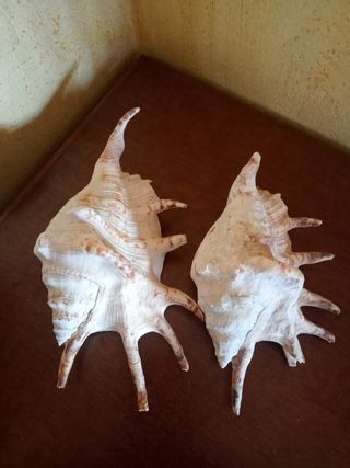 Conchiglie Lambis Truncata