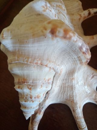 Conchiglie Lambis Truncata
