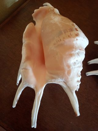 Conchiglie Lambis Truncata