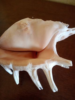 Conchiglie Lambis Truncata