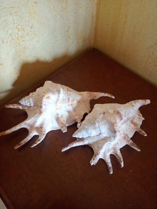 Conchiglie Lambis Truncata