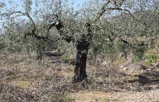 Servicios de jardinería inmediatamente