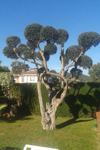 Servicios de jardinería inmediatamente