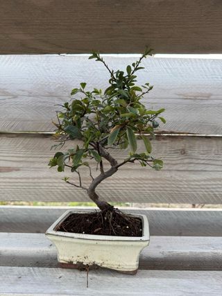 Bonsai piracanta in vaso