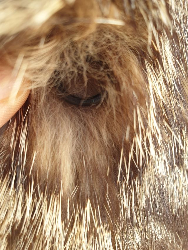 Abrigo largo Zorro Patagónico