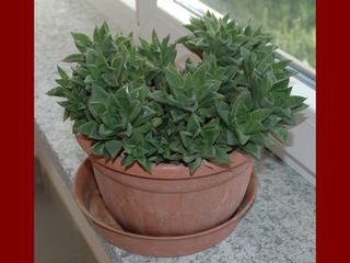 Pianta succulenta Haworthia variegada