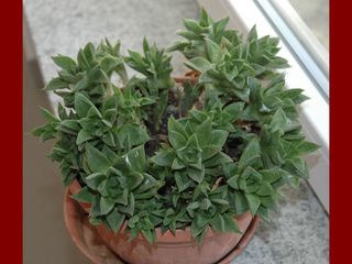 Pianta succulenta Haworthia variegada