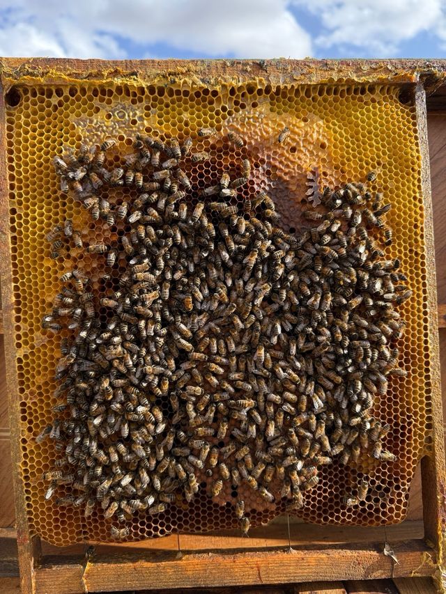 Retirada de Enjambres