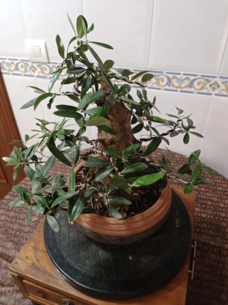 Bonsai olivo