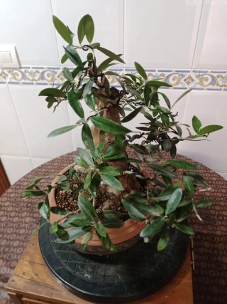 Bonsai olivo