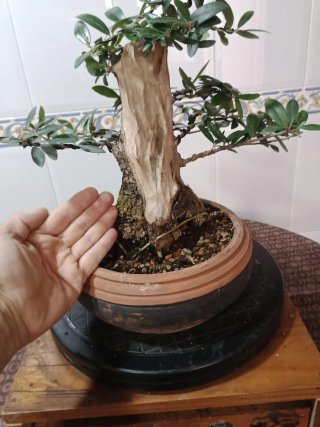 Bonsai olivo