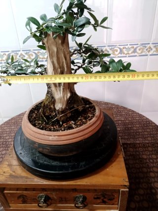 Bonsai olivo