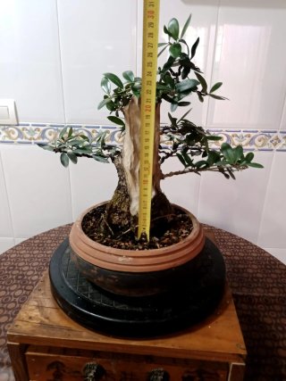 Bonsai olivo