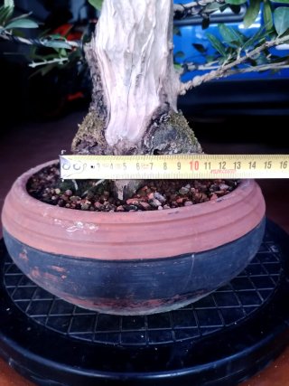 Bonsai olivo