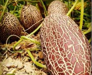 Cetriolo Kaiser Alexander