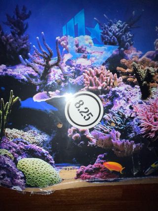 tabla skate: miniñogo