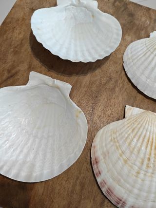 Conchiglie naturali vari utilizzi