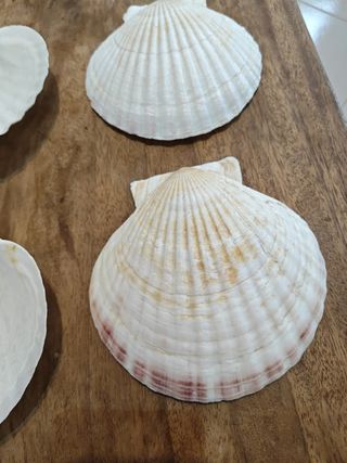 Conchiglie naturali vari utilizzi