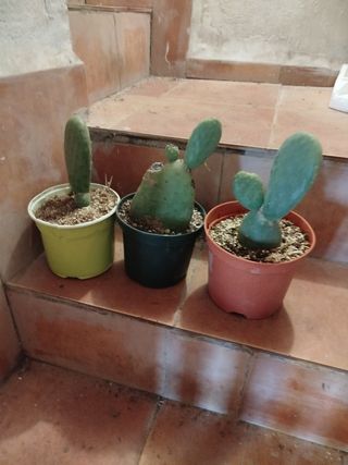 Tres chumbera sin espinas