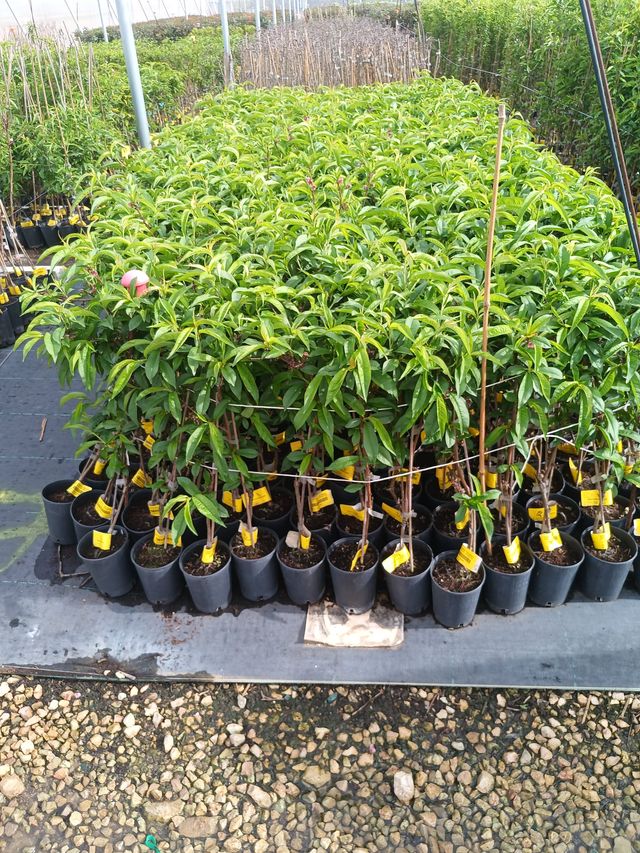 KIWI, KAKI, ALMENDRO, MELOCOTON, PAVIA, ALGARROBO