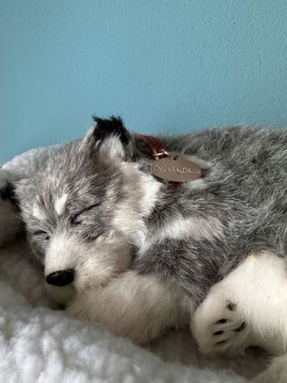 Perfect Petzzz cucciolo peluche husky ecertificato