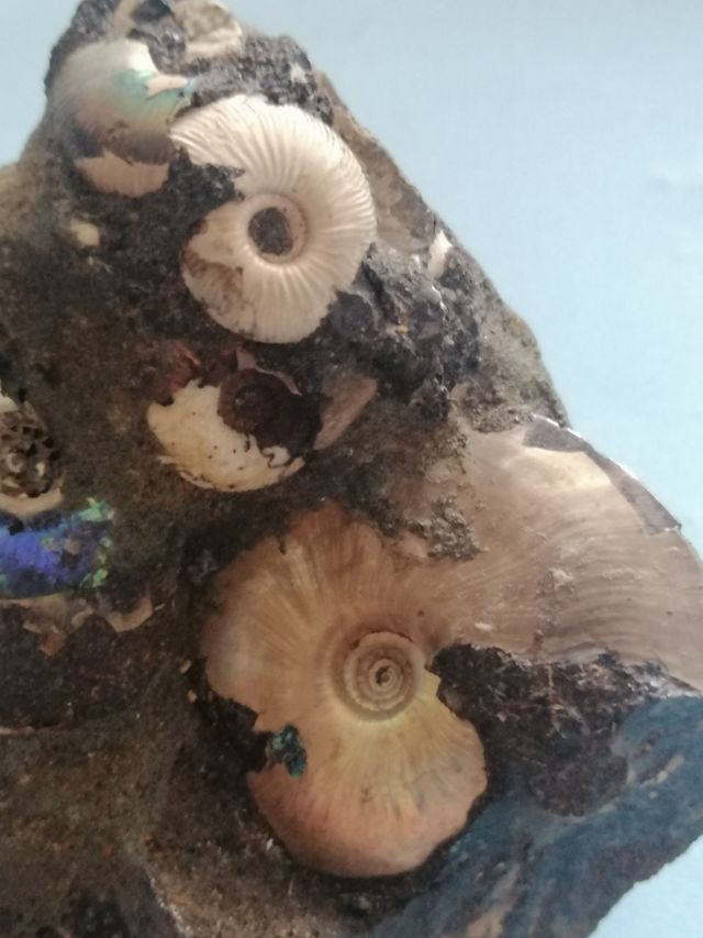 Ammonite Pavlonia con Crespidites