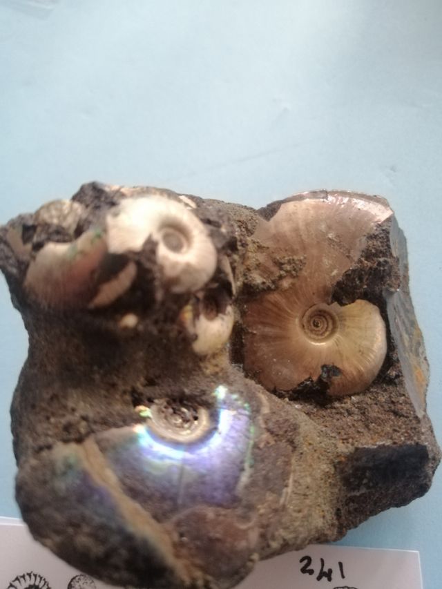 Ammonite Pavlonia con Crespidites