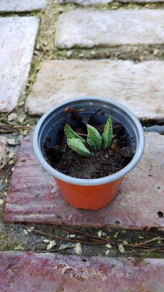 Planta gasteria