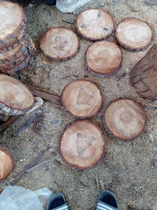 Rodajas de pino