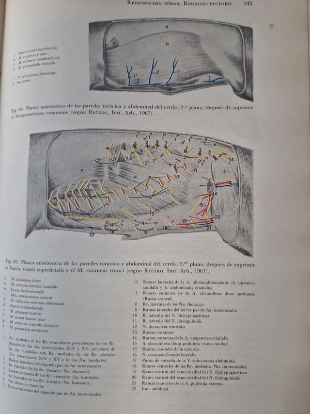 Anatomia topografica  animales  do