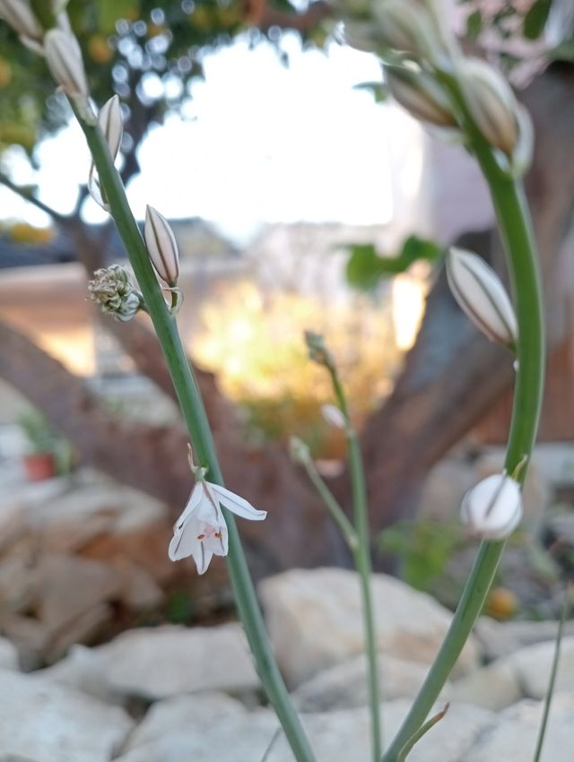 Planta Varita de San José