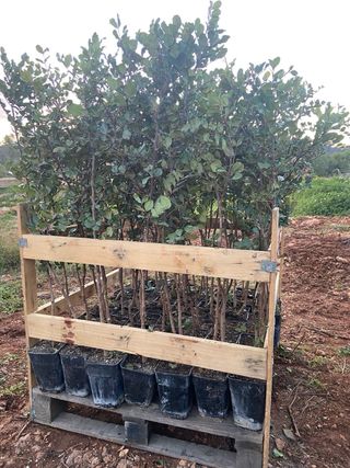 Planter de garrovers