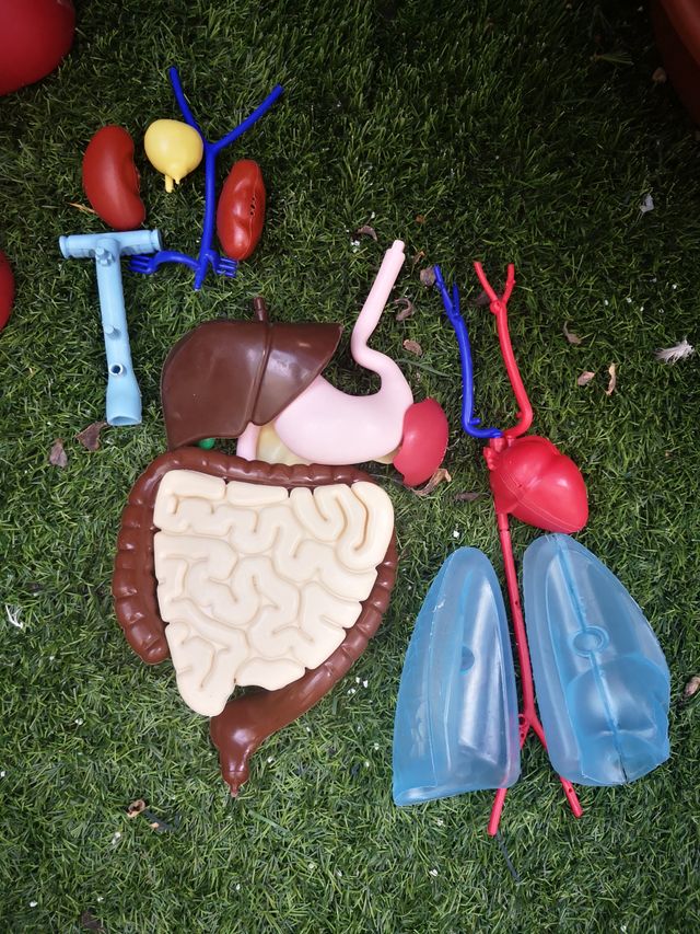 Esqueleto del cuerpo humano de RBA + fascículos