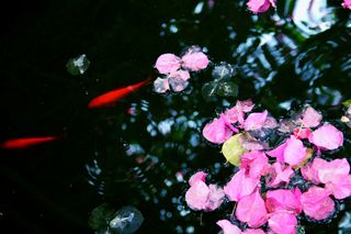 Cámara Canon Eos Rebel T3i, lente 18-135mm