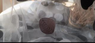 Visillos cortinas transparentes