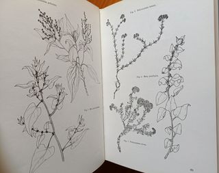 Wild flowers of the Canary Islands