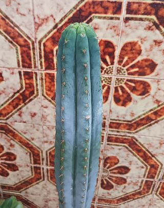 Cactus grande