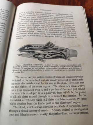 Comparative Anatomy Of Vertebrates "1925"