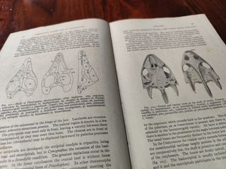 Comparative Anatomy Of Vertebrates "1925"