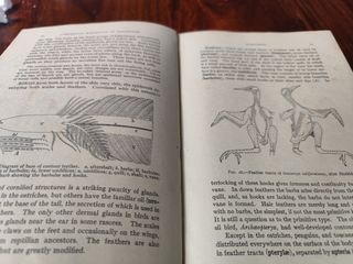 Comparative Anatomy Of Vertebrates "1925"