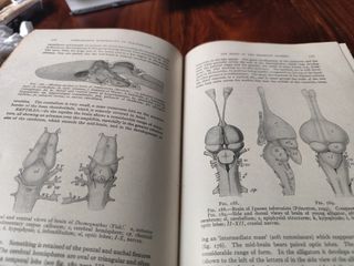 Comparative Anatomy Of Vertebrates "1925"