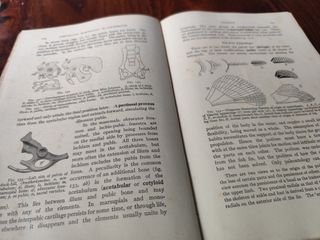 Comparative Anatomy Of Vertebrates "1925"