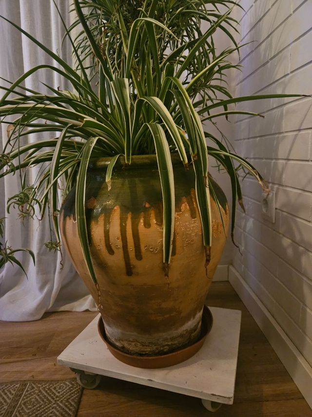 Tinajua antiguaterracota jardin