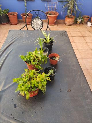 Lote de plantas
