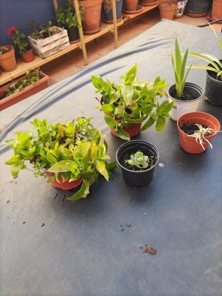 Lote de plantas